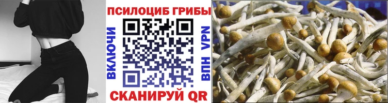 Галлюциногенные грибы Psilocybine cubensis  Вилюйск 